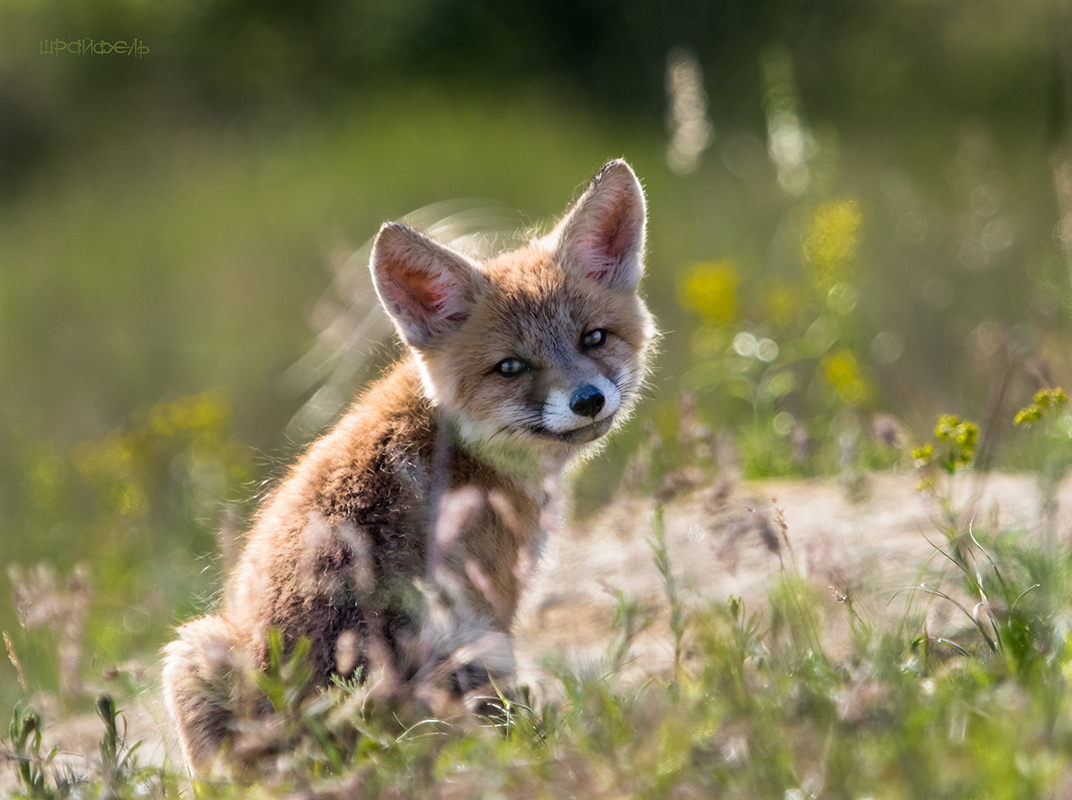 От улыбки станет всем теплей :)
