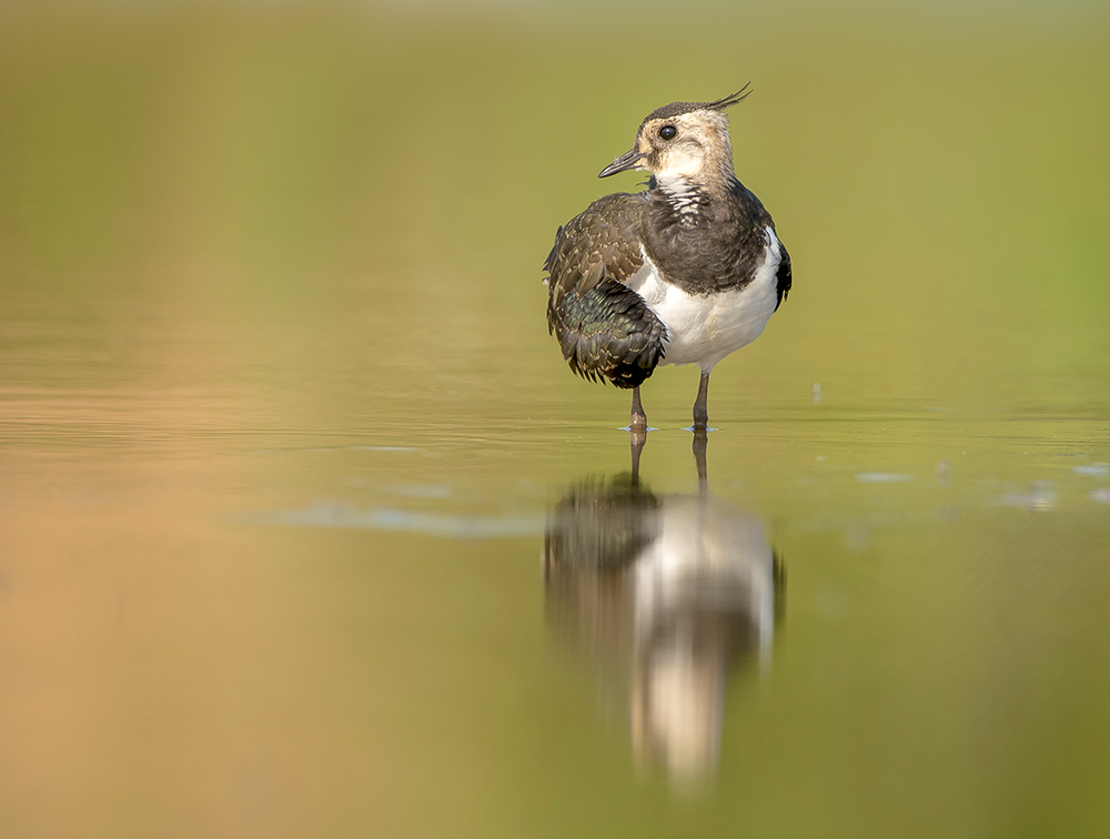 Лето,вода,чибис.