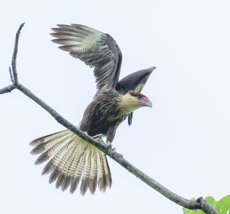 Northern crested caracara
