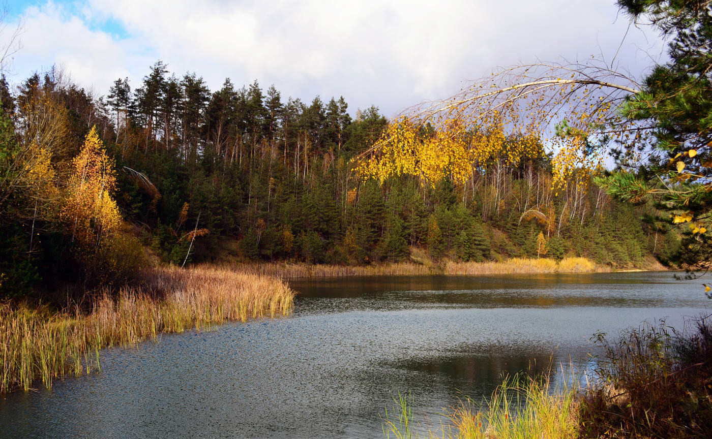 Золото берёз
