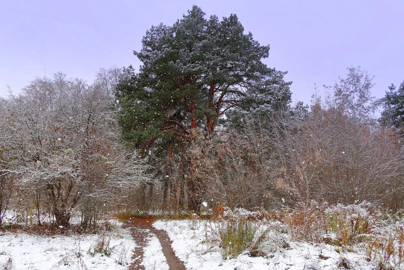 Ноябрь пришёл со снегом