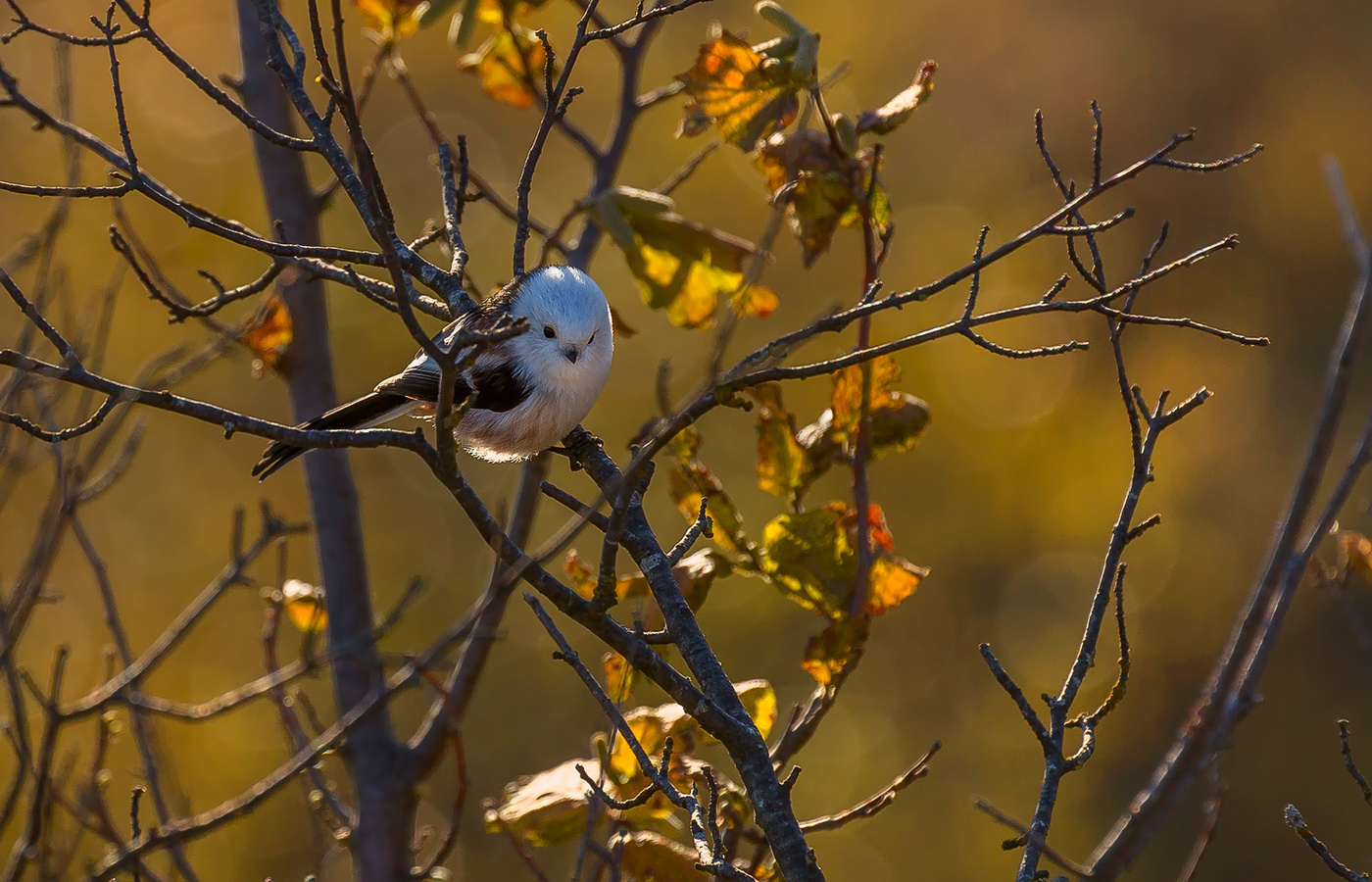 Ополовник, или хвостатая синичка