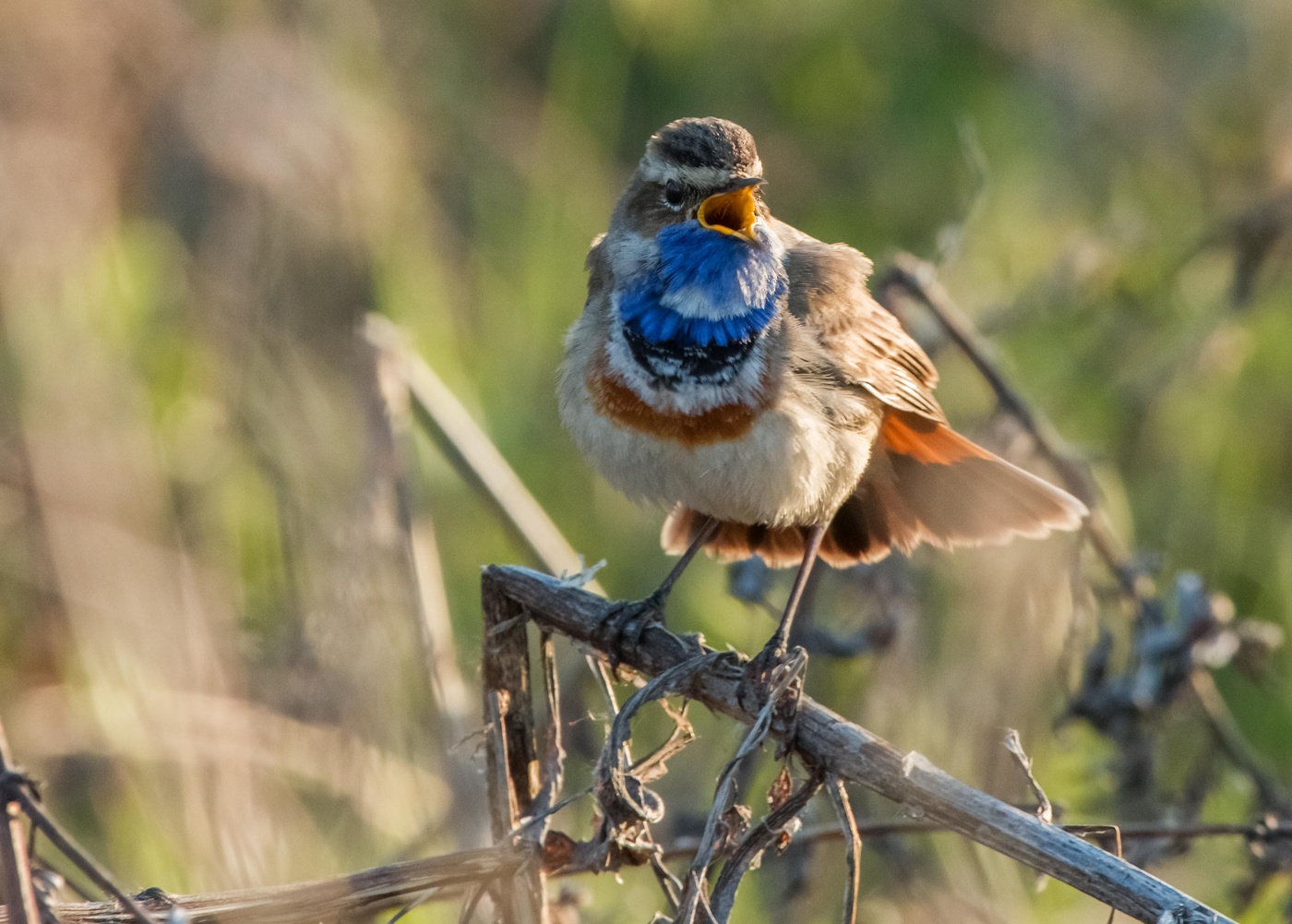 поющий варакуш