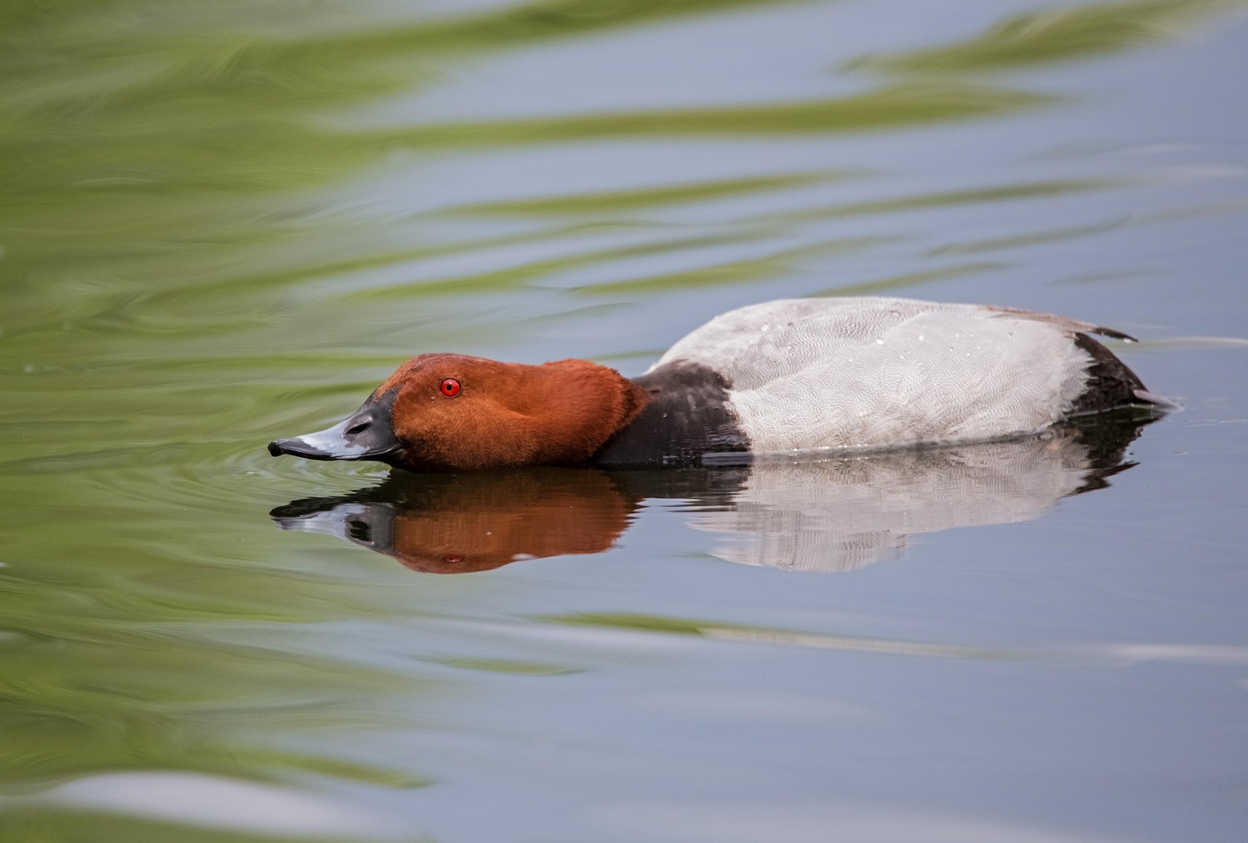 красноголовый нырок