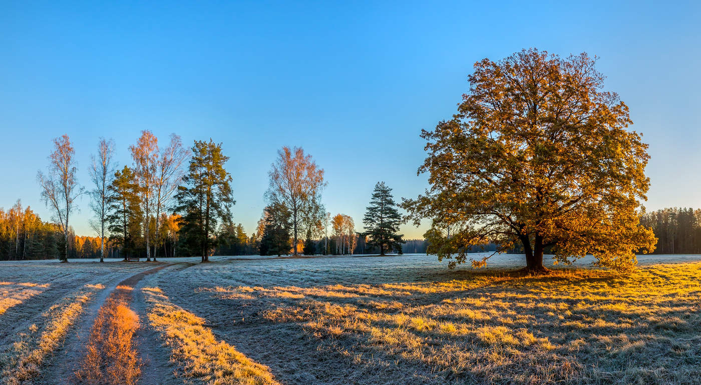 Золотой дуб Павловска.