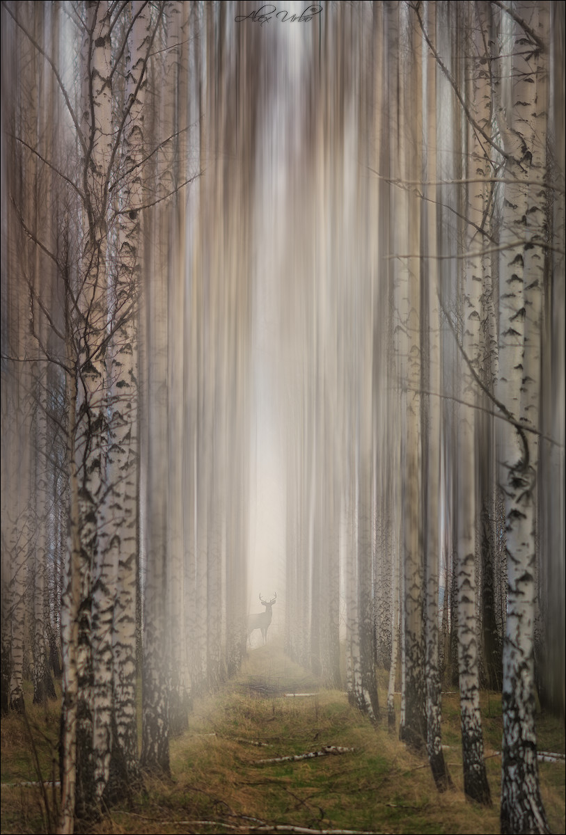 ВидЕние туманного утра.