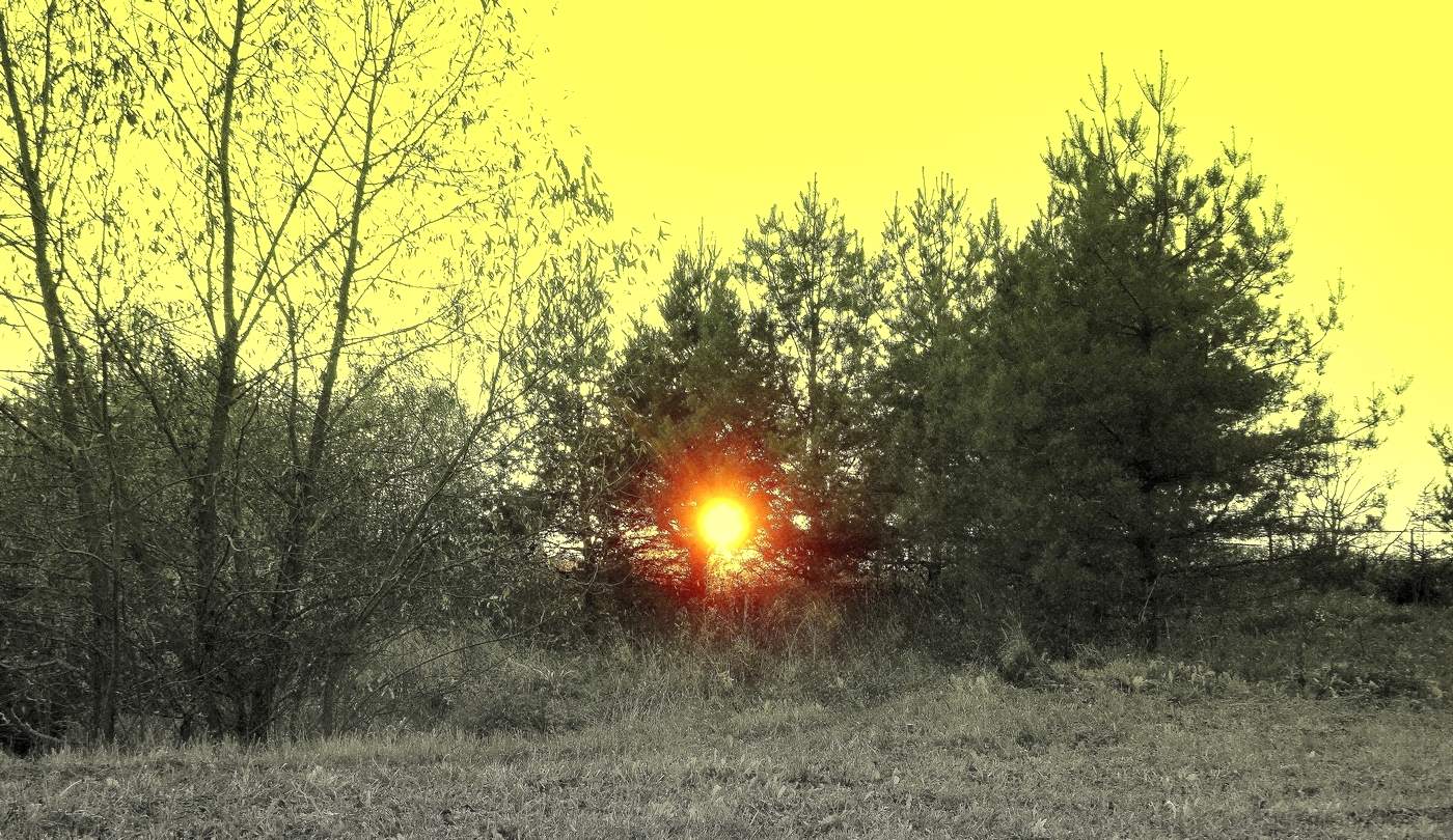 Солнце в соснах