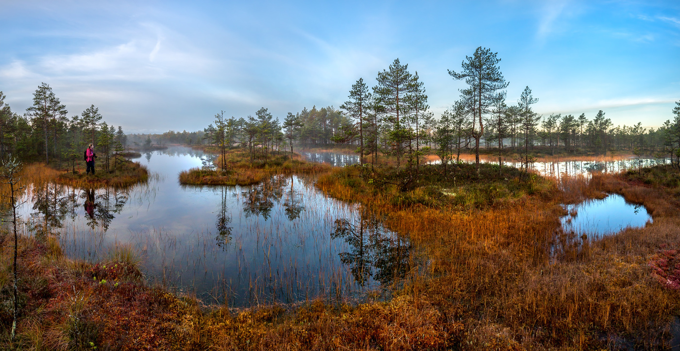 В царстве болотных зеркал.