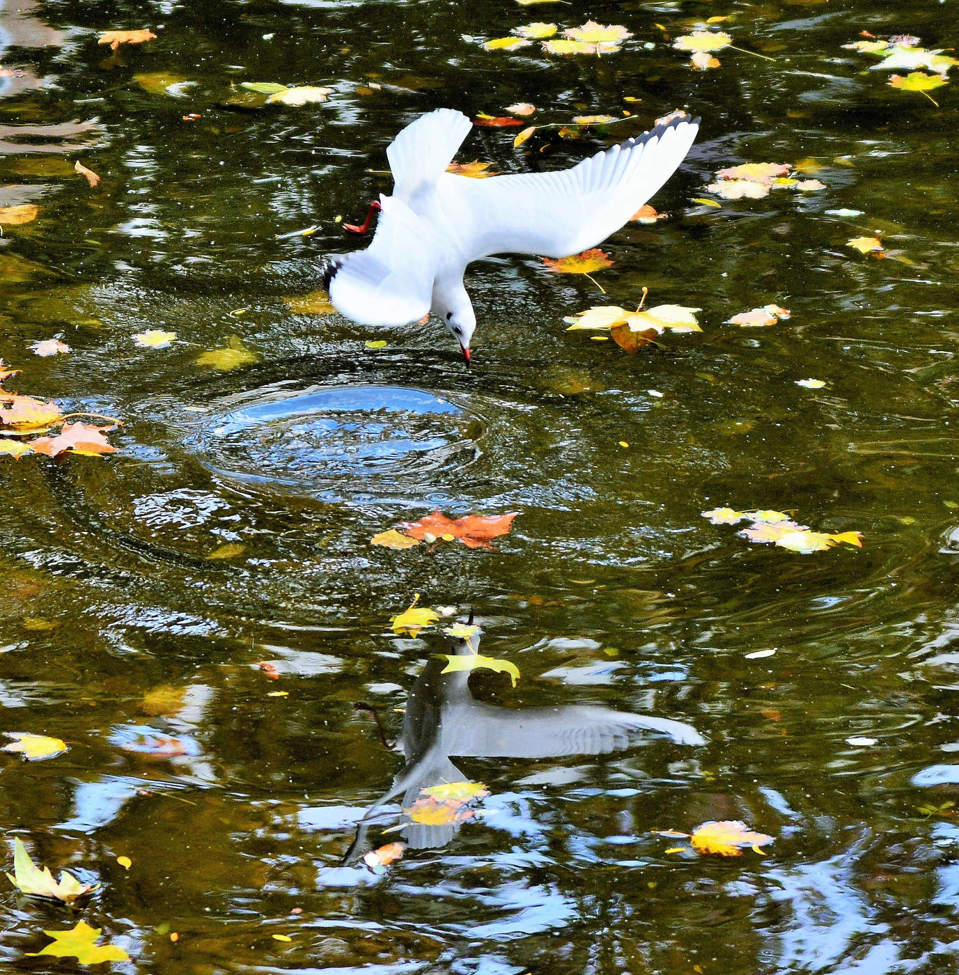 Ныряющая в осень ...