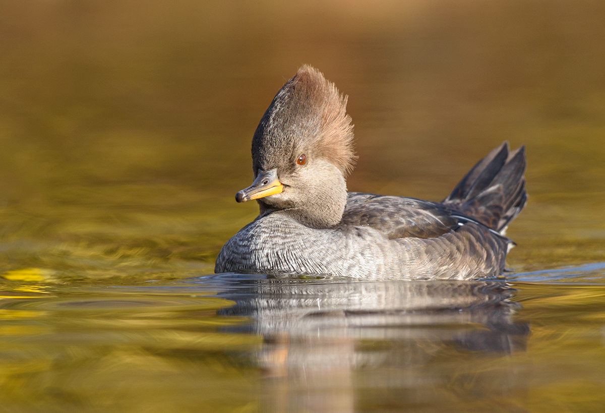 Hooded Merganser (female)
