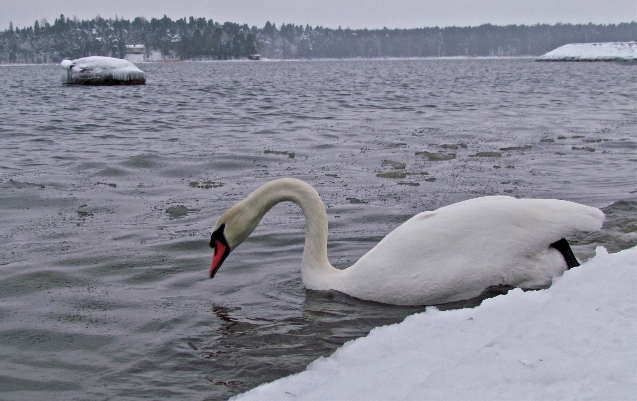 Остался зимовать
