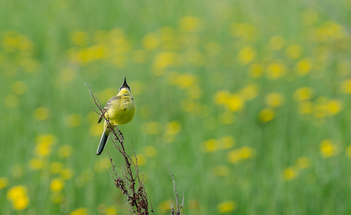 Боке из одуванчиков
