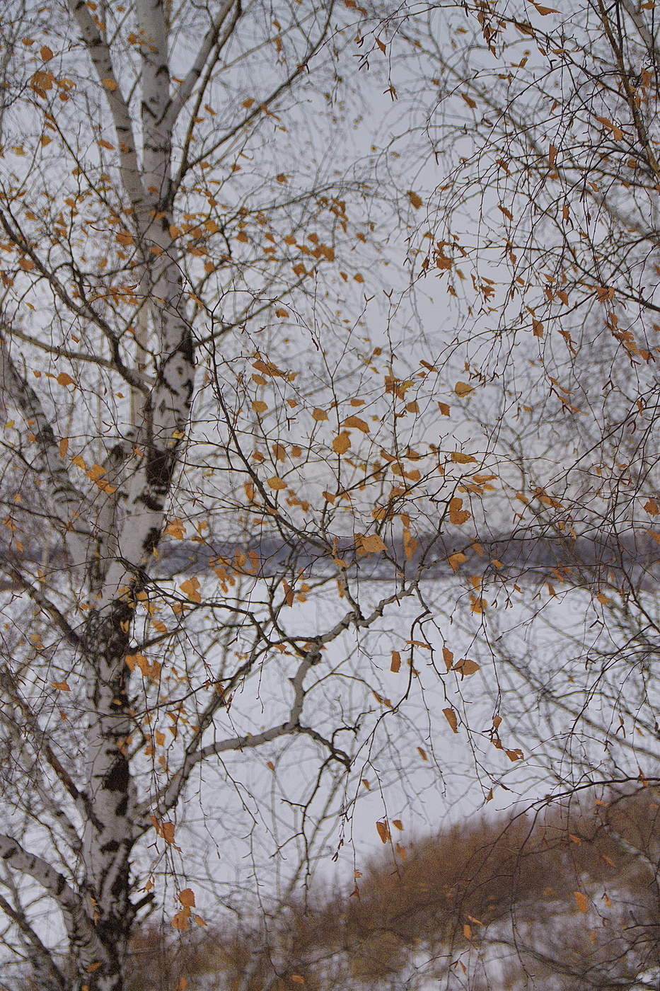 *ПОСЛЕДНИЙ ЖЕЛТЫЙ ЛИСТ.**