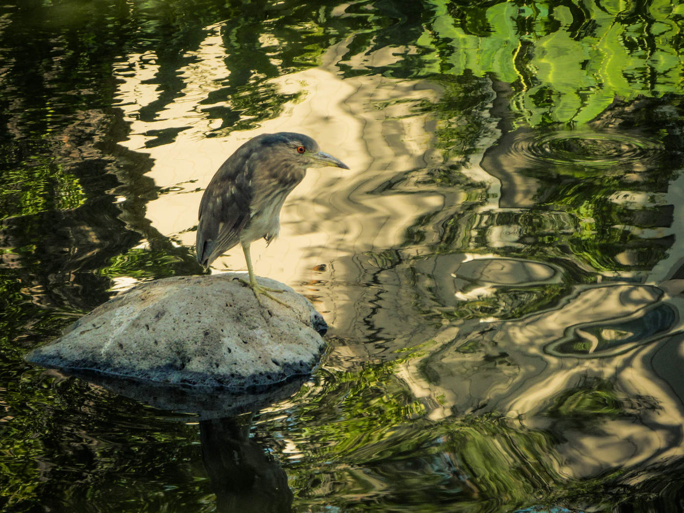 Задумчивая птица