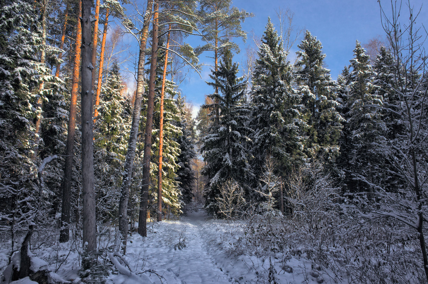 ноябрьский лес