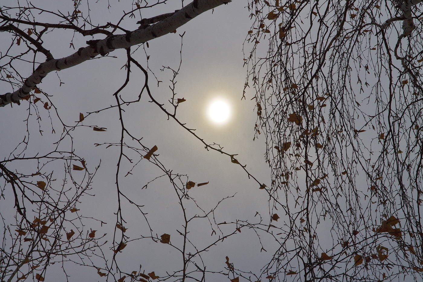 *НОЯБРЬСКОЕ СОЛНЫШКО.**