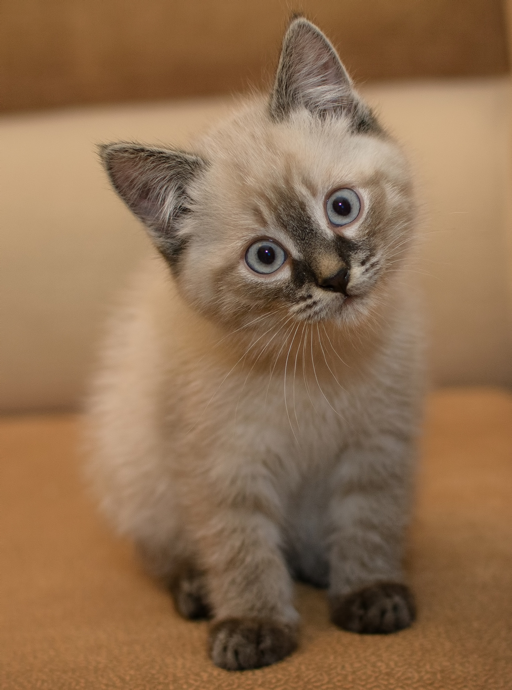 Милое созданье