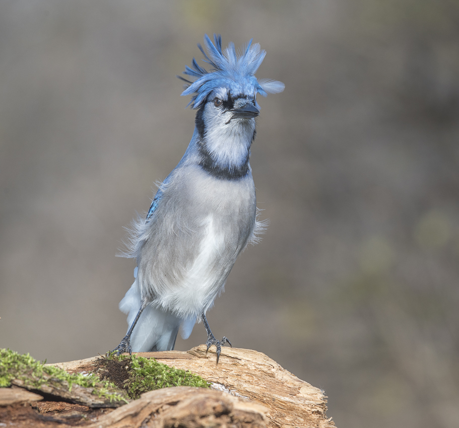 Blue Jay- Голубая Сойка