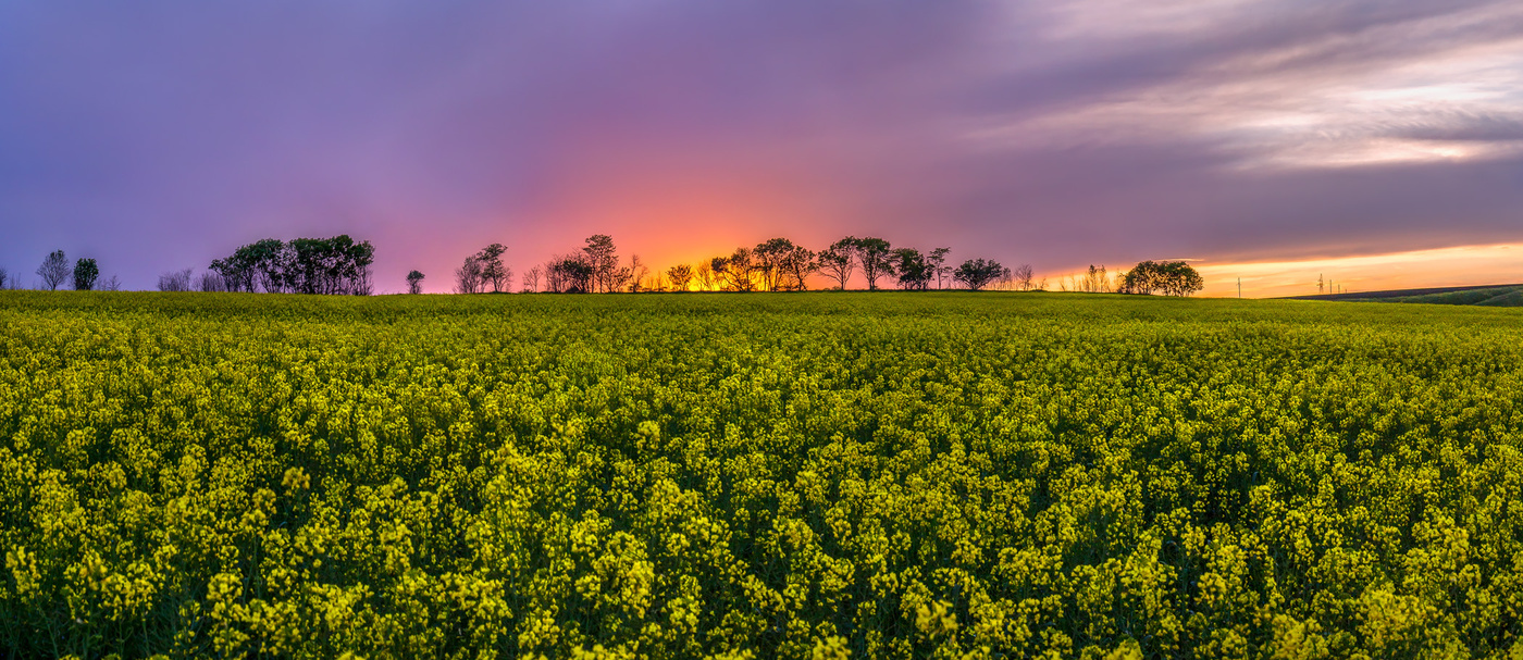 Поле рапса на закате.
