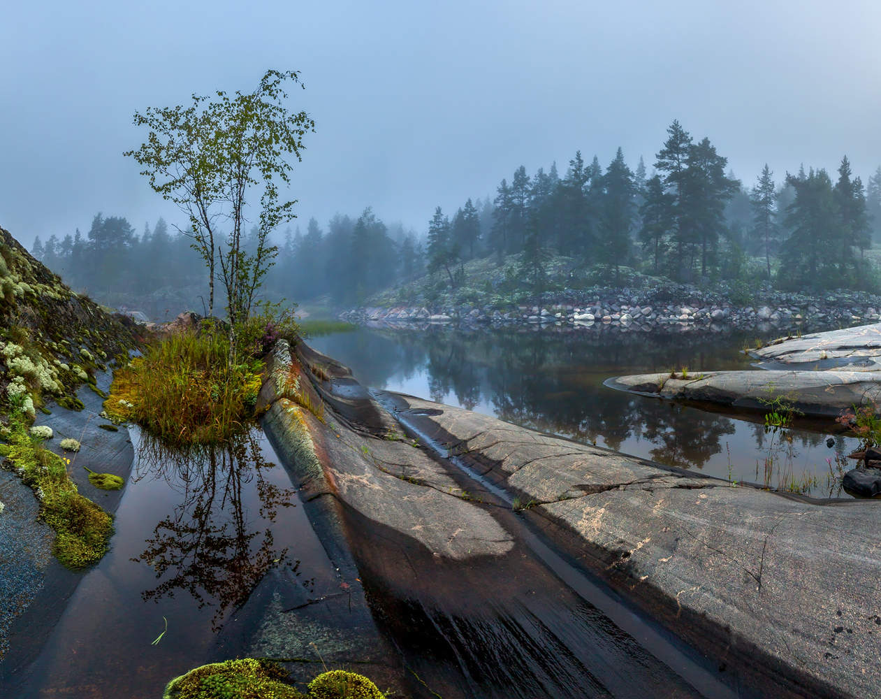 Северный бонсай.