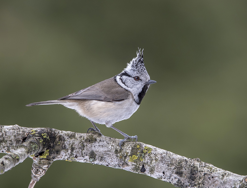 Синичкин день