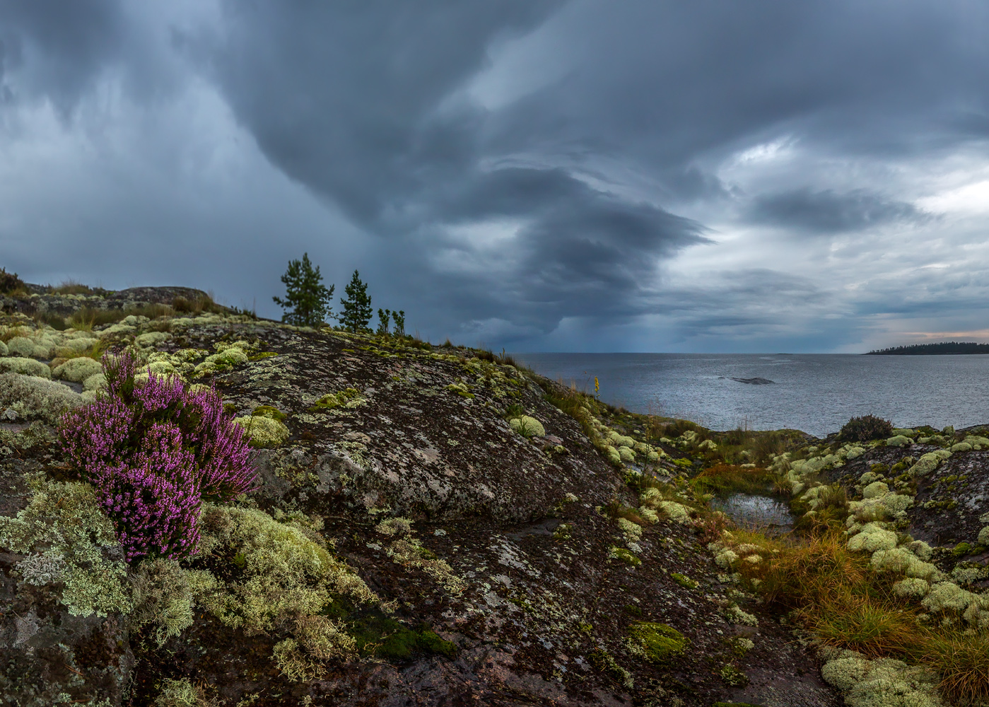 Цветёт вереск