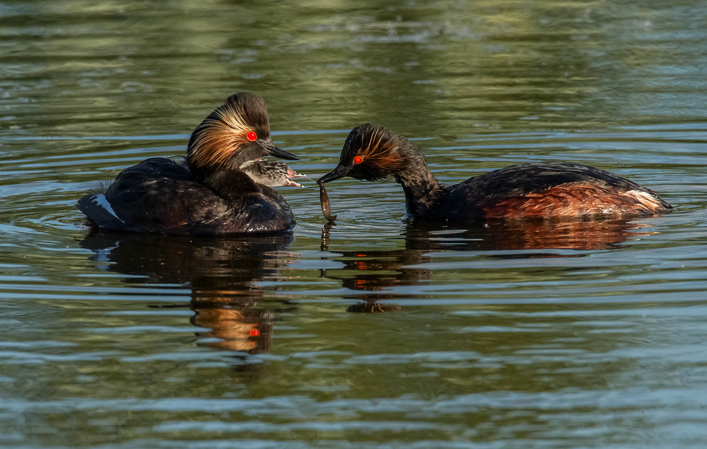 кормление птенца