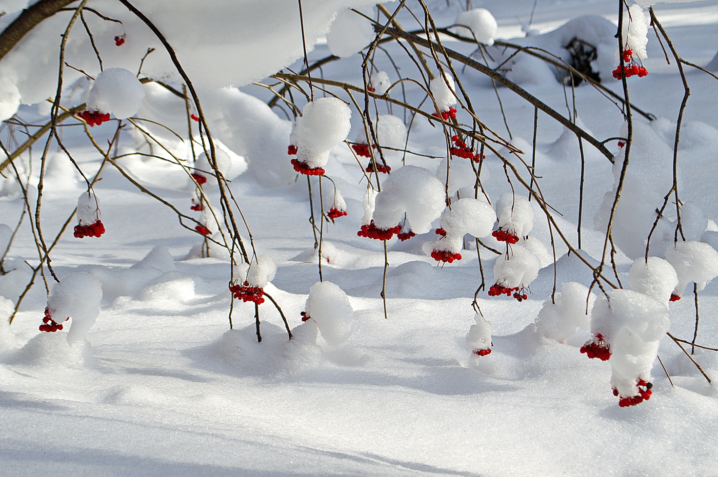 рябиновый десерт