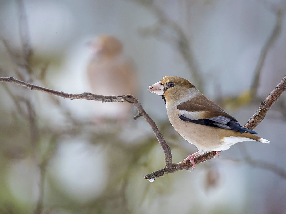 Дубонос.(самка)