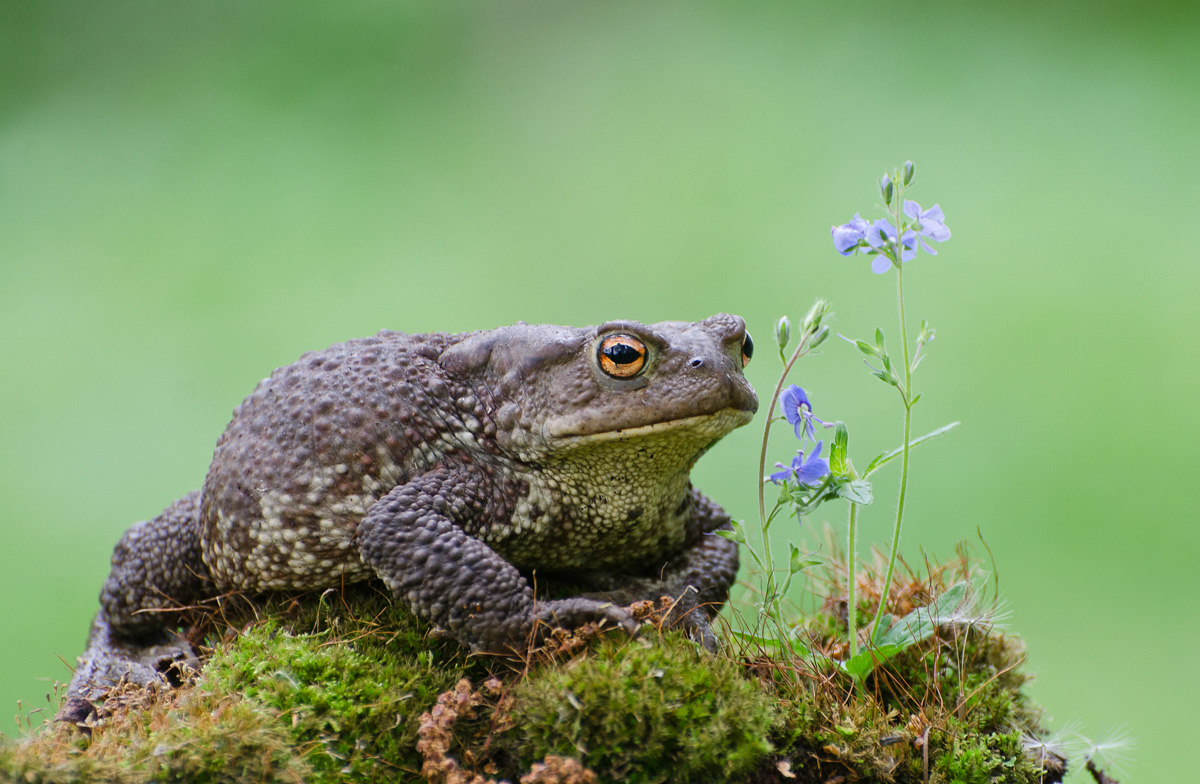 Ты натура утончённая