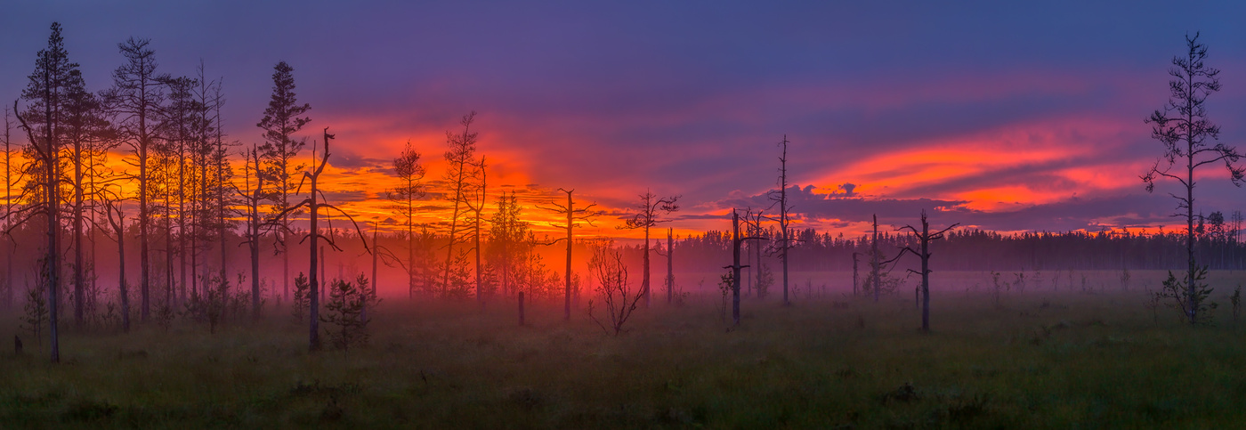 Пано - лес на краю болота.
