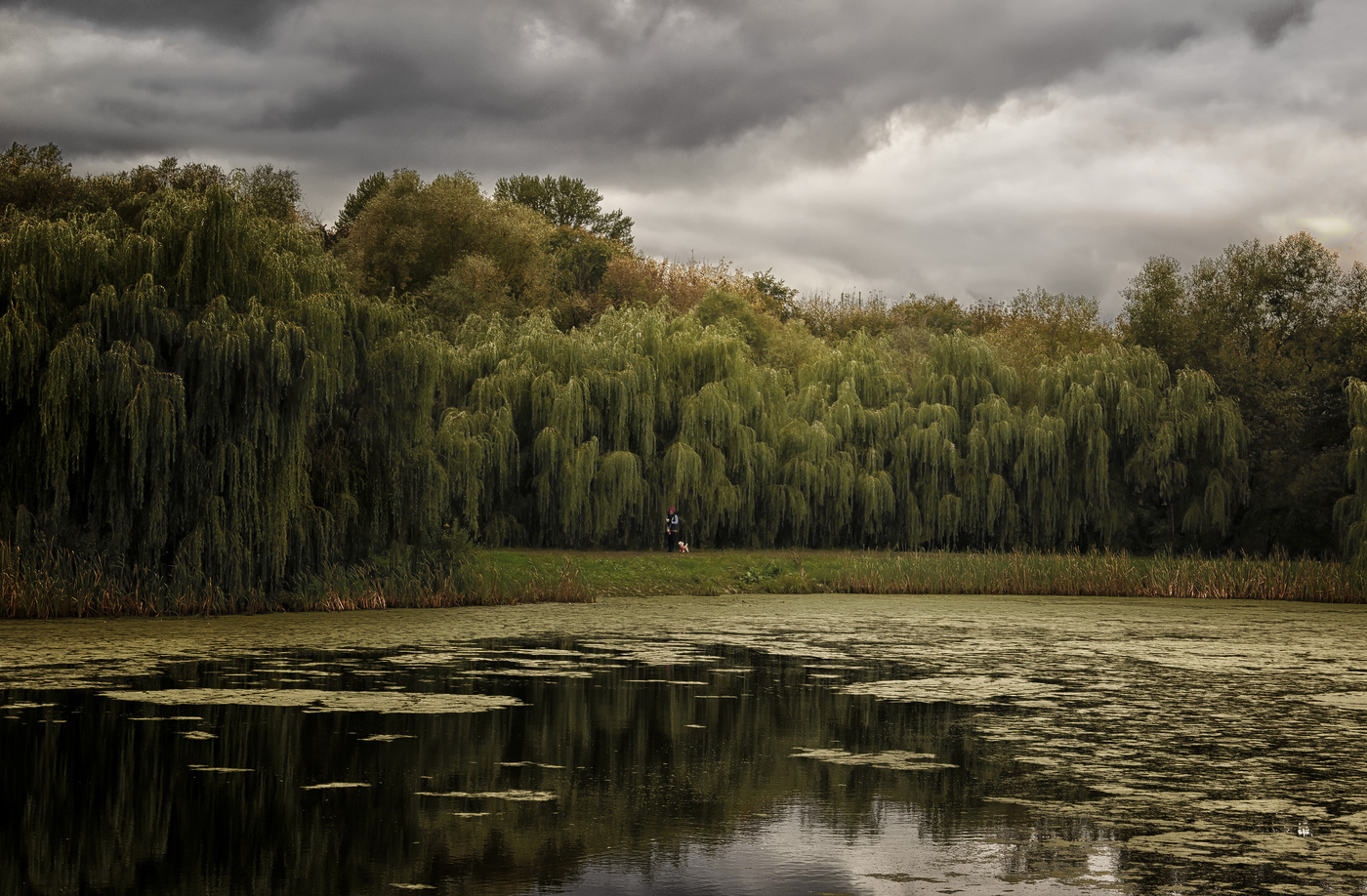 собачья погода