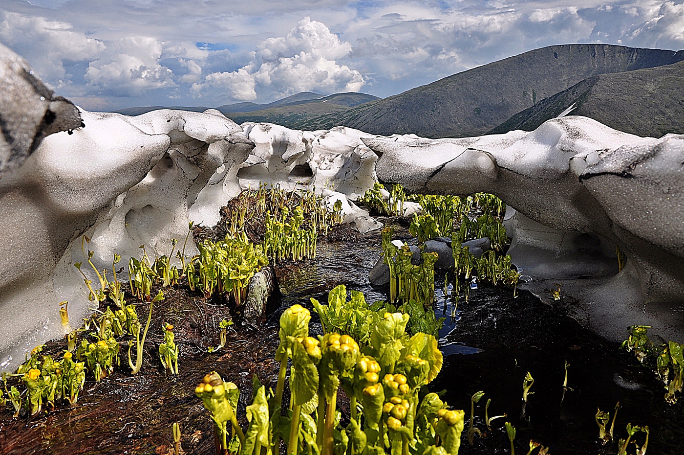 Калужница подо-льдом