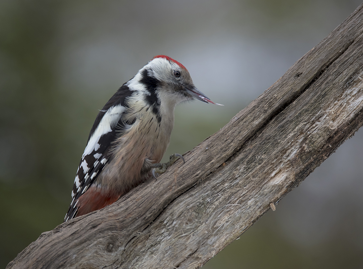 Средний пёстрый дятел.