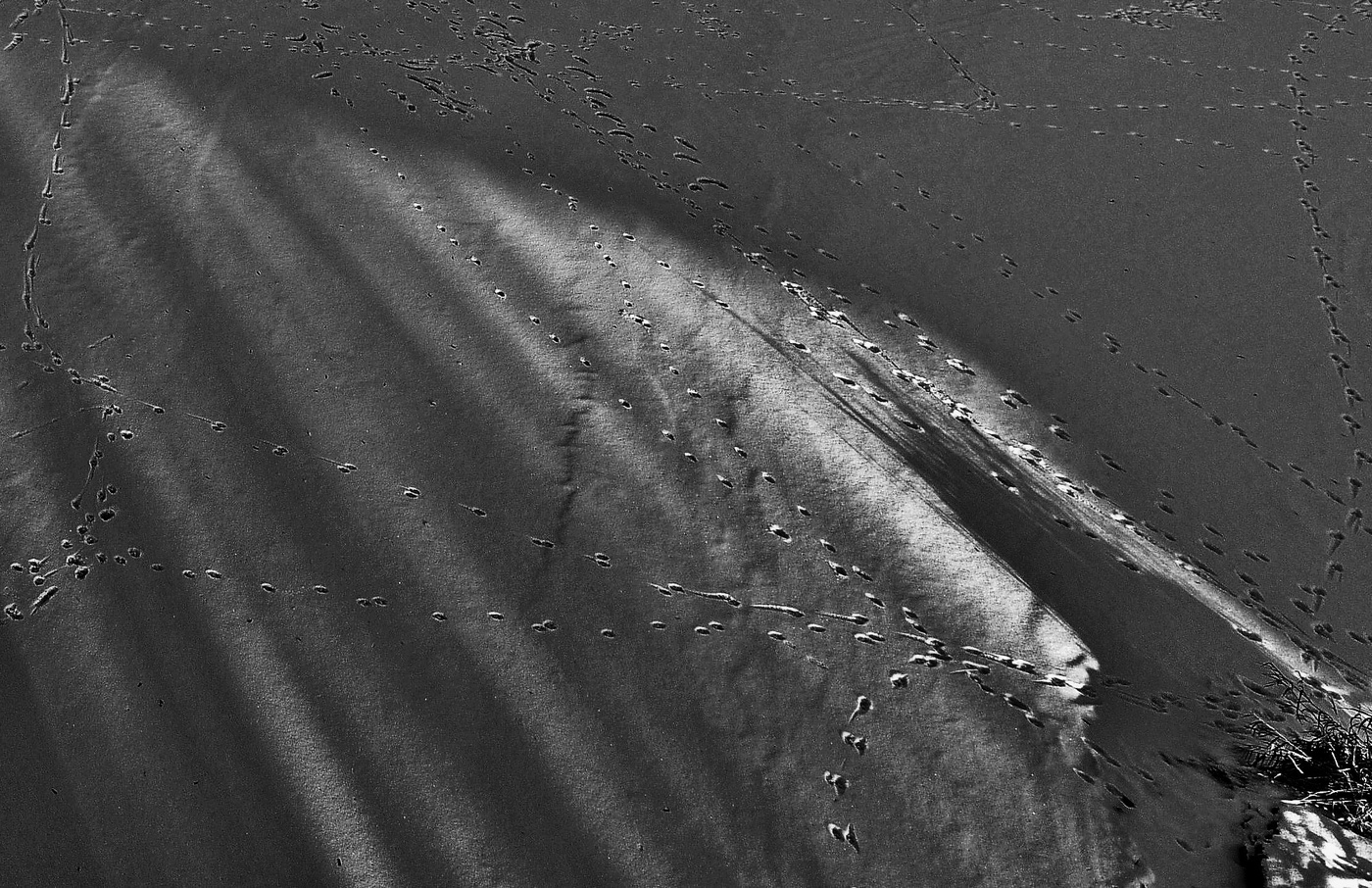 "Следы неведомых зверей ..."