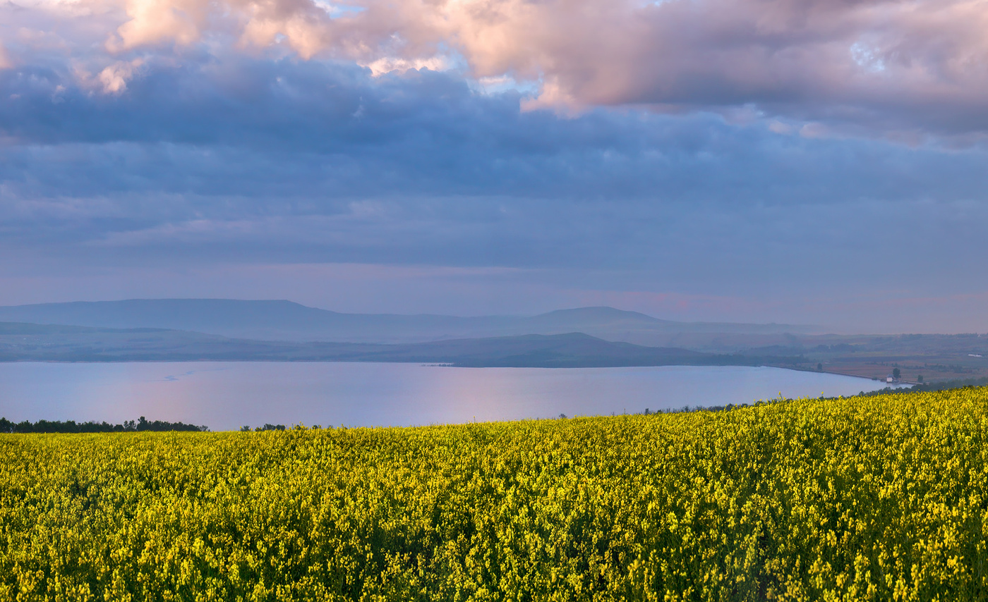 Цветущий рапс на фоне озера