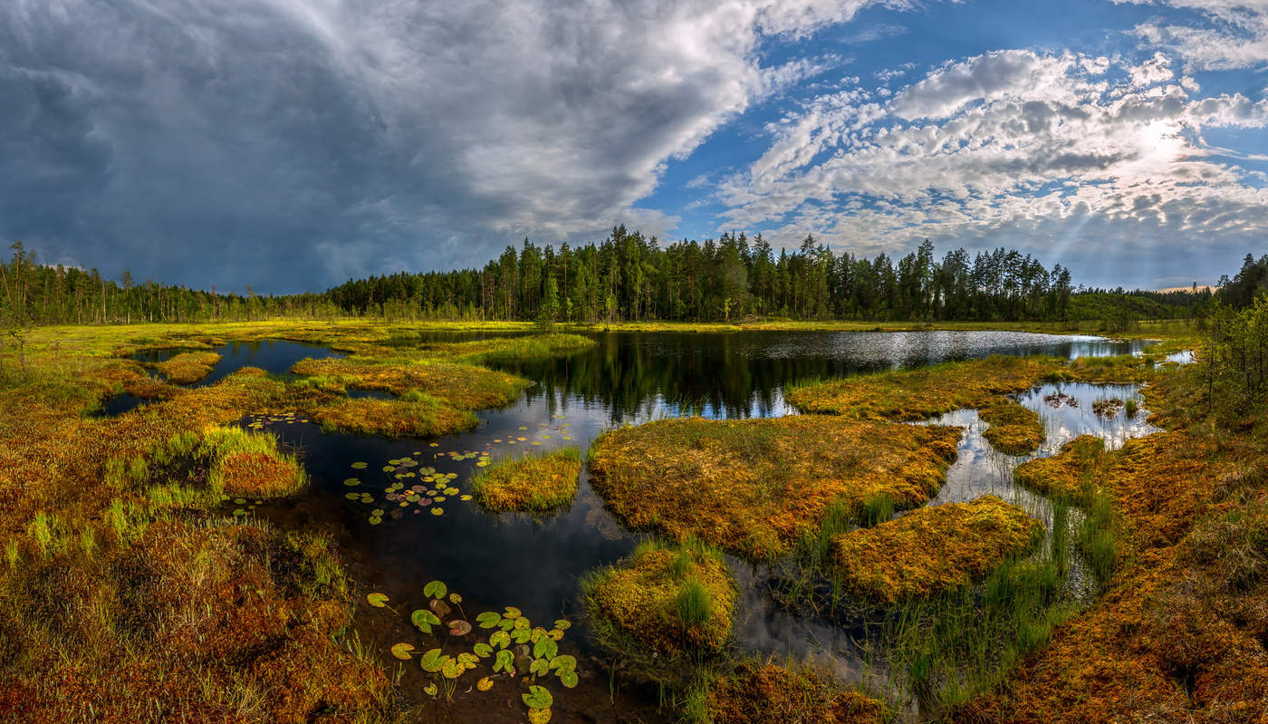 Заболоченное озеро