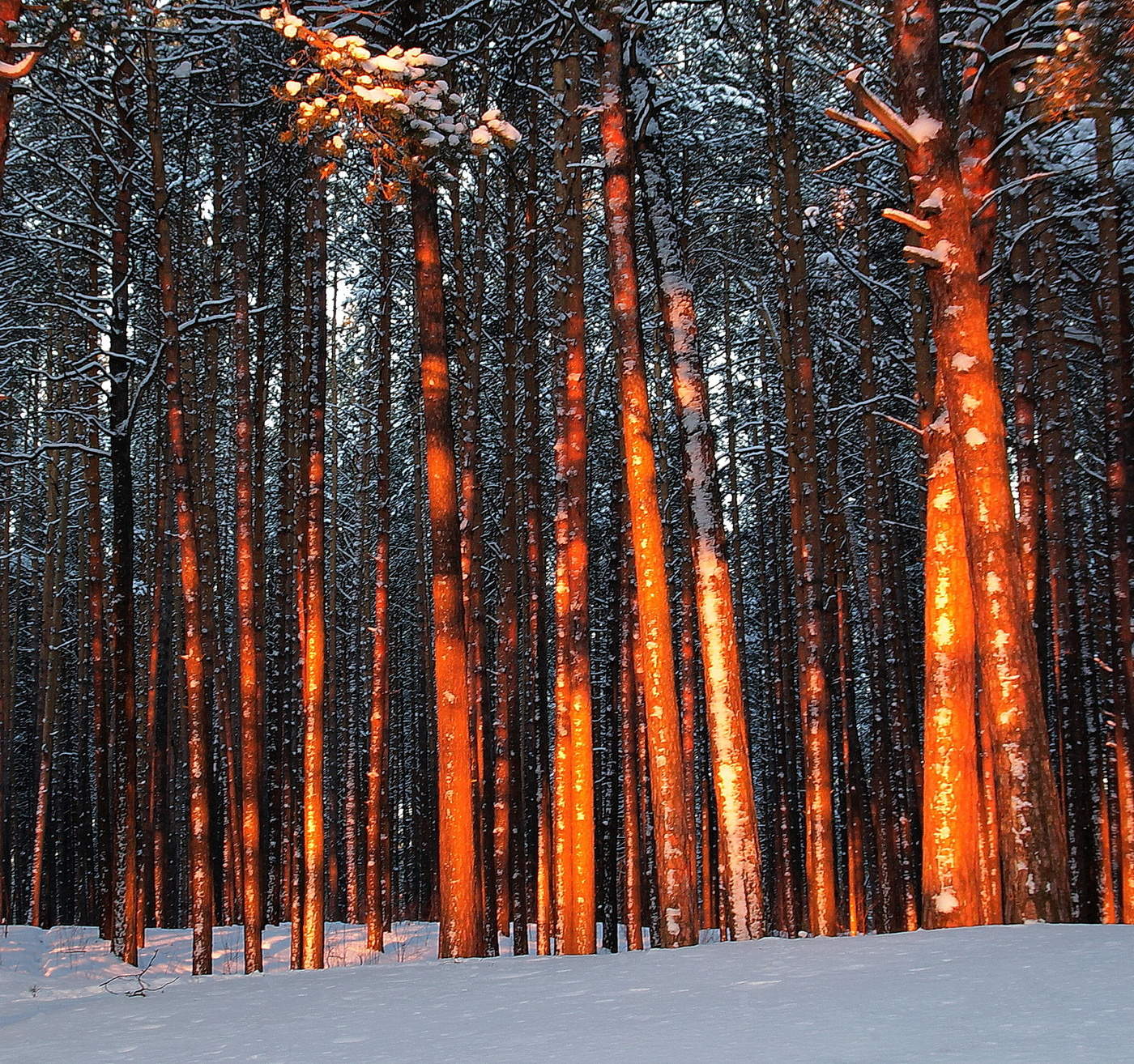 *ВЕЧЕРНИЙ СВЕТ.**