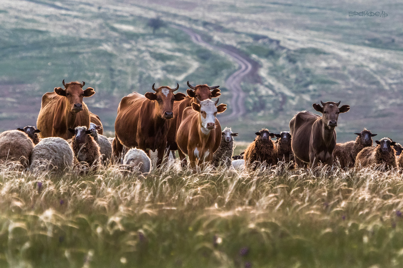 Ковыль. Коровы. Контровой.