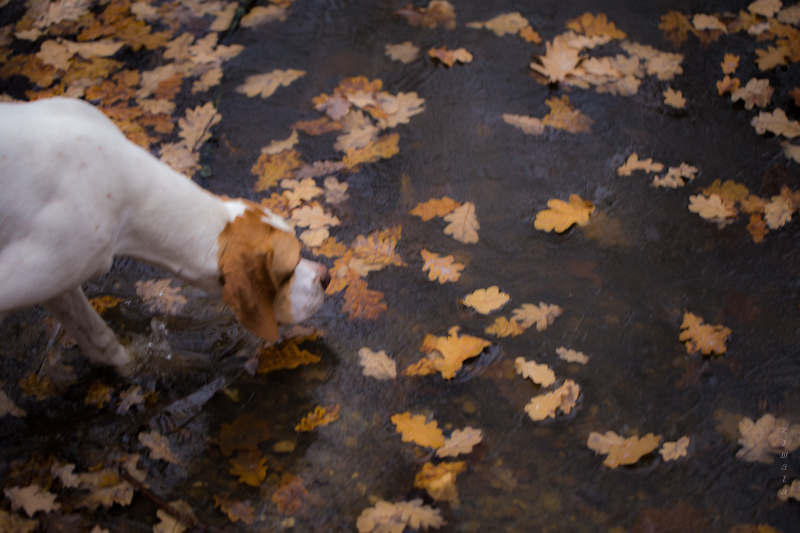 Осенний сон