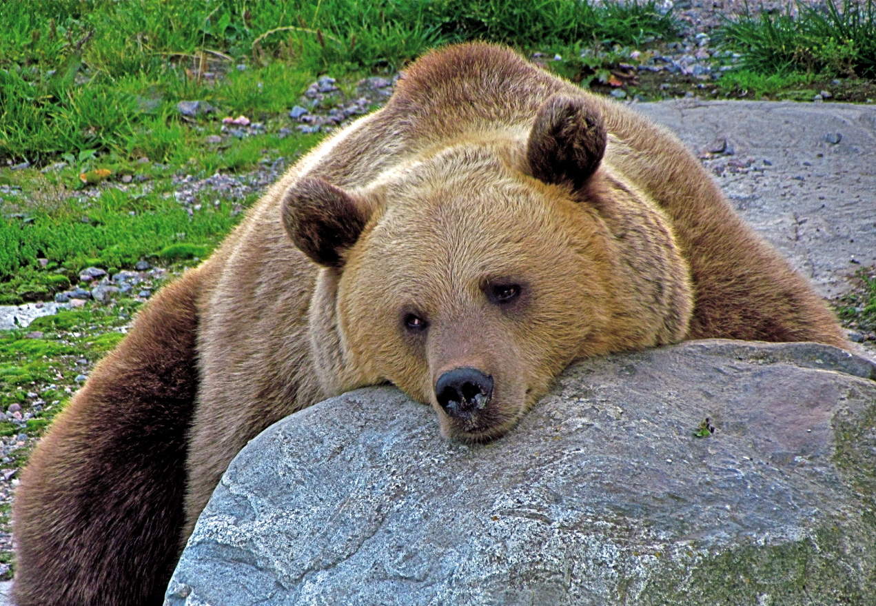 Осенний сон