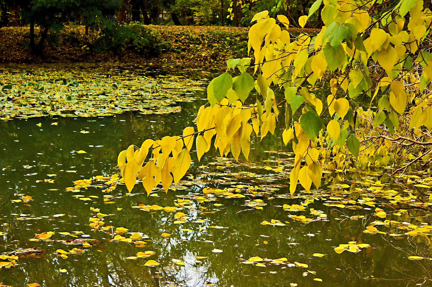 Осенний сон