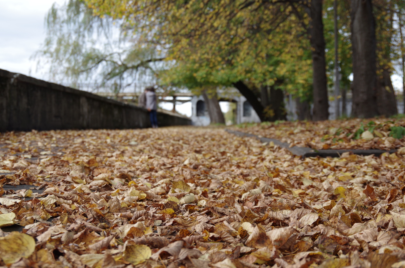 Осенний сон