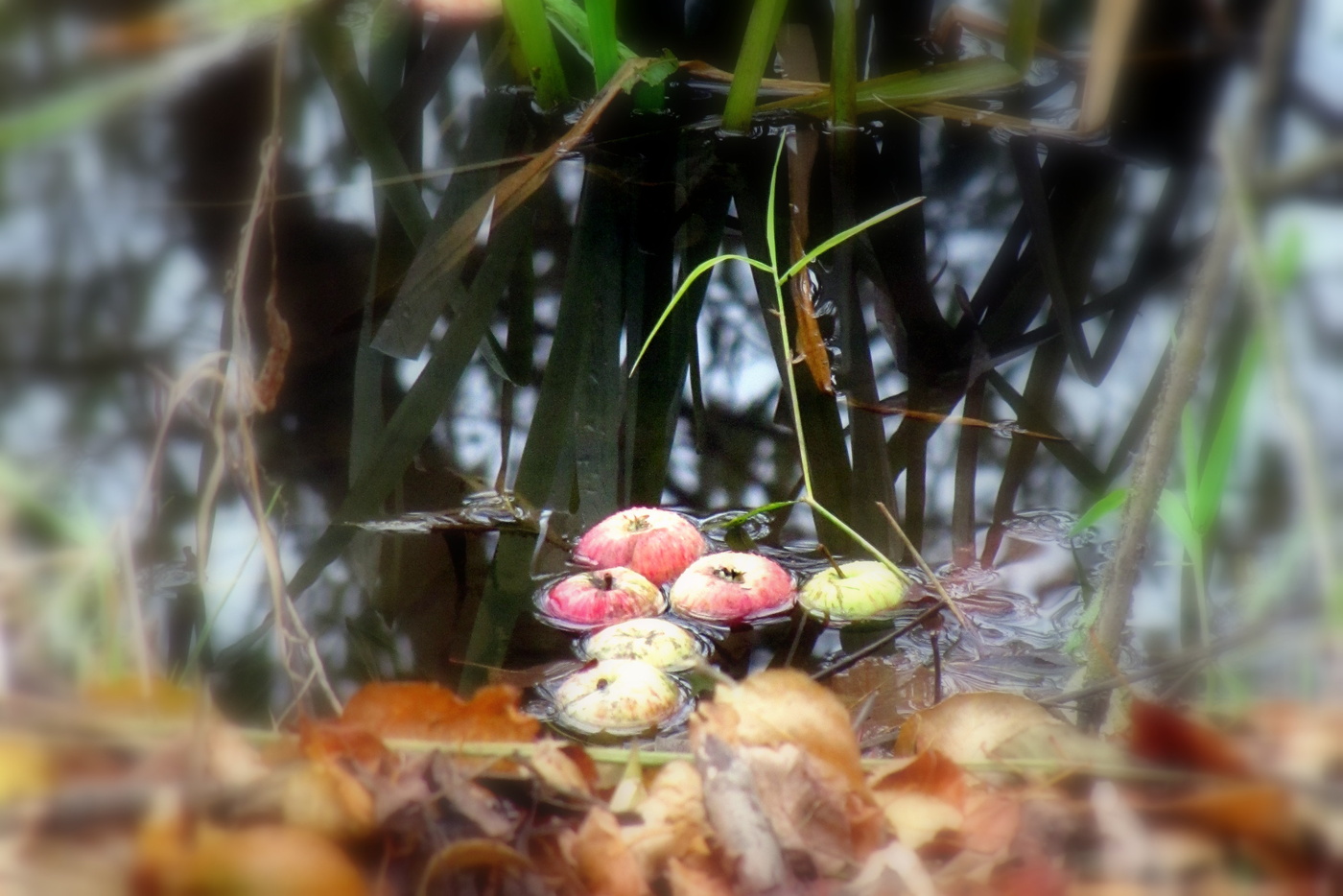 Осенний этюд