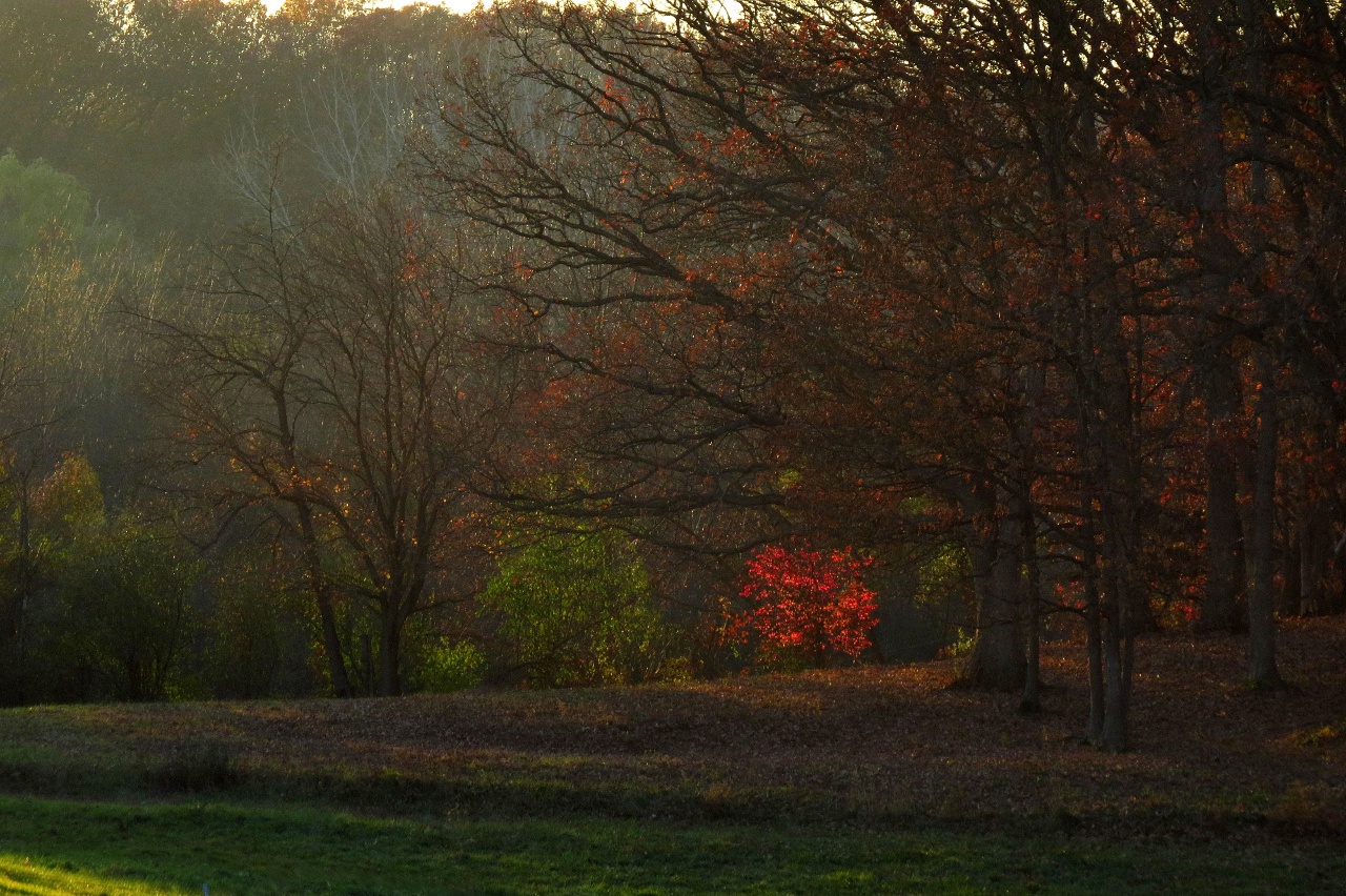 Осенний сон