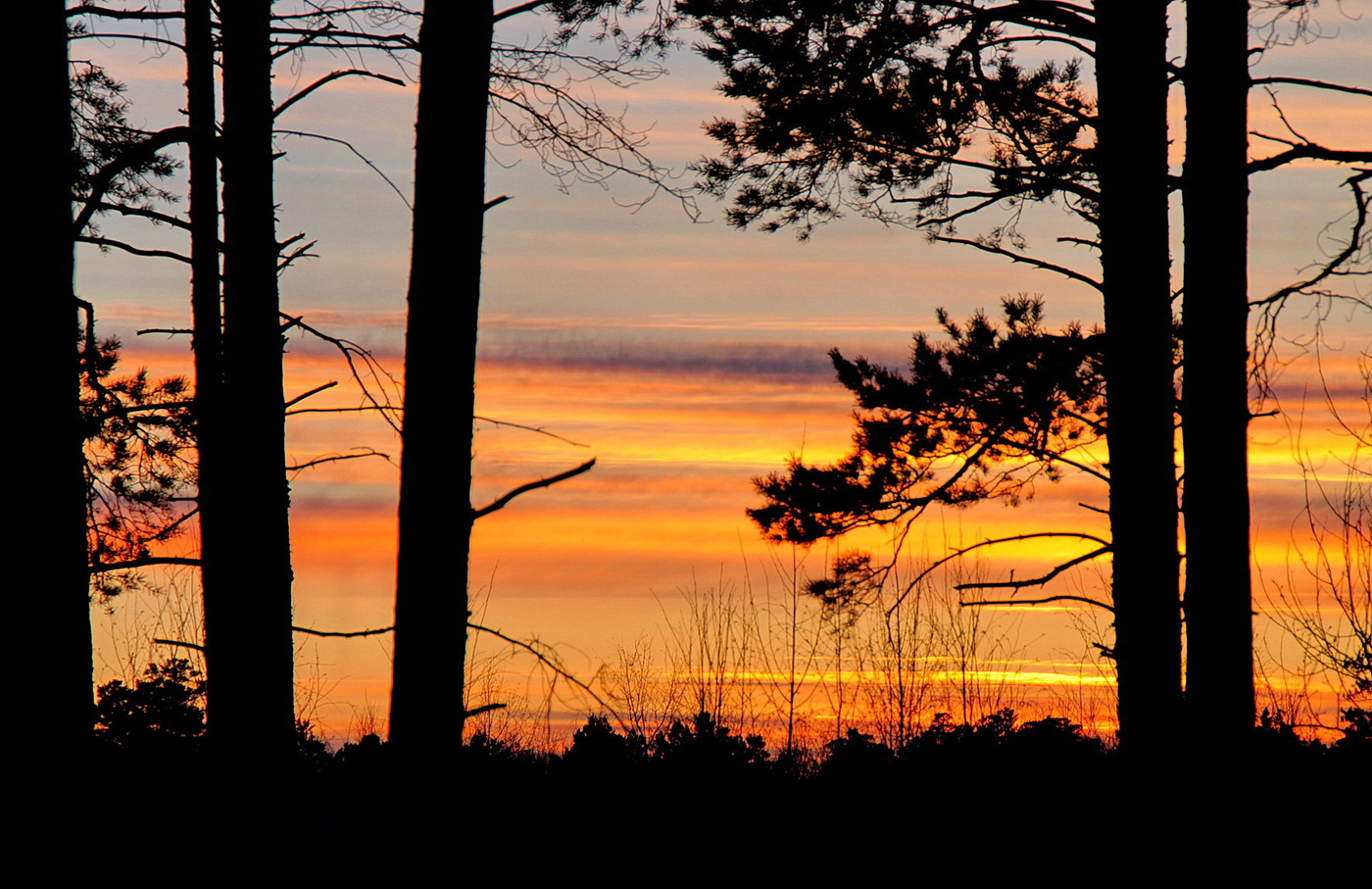 ЗАКАТ В ЛЕСУ.