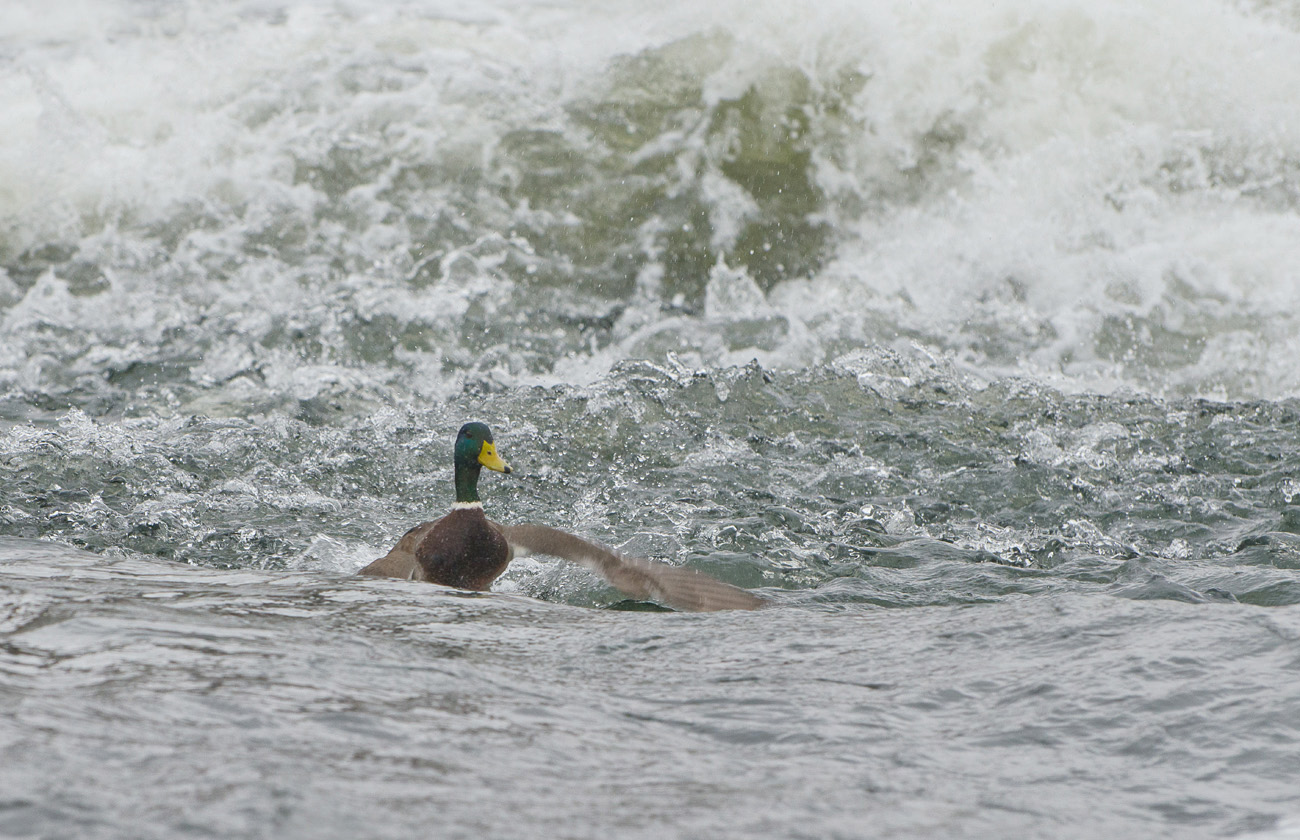 В этом мире бушующем