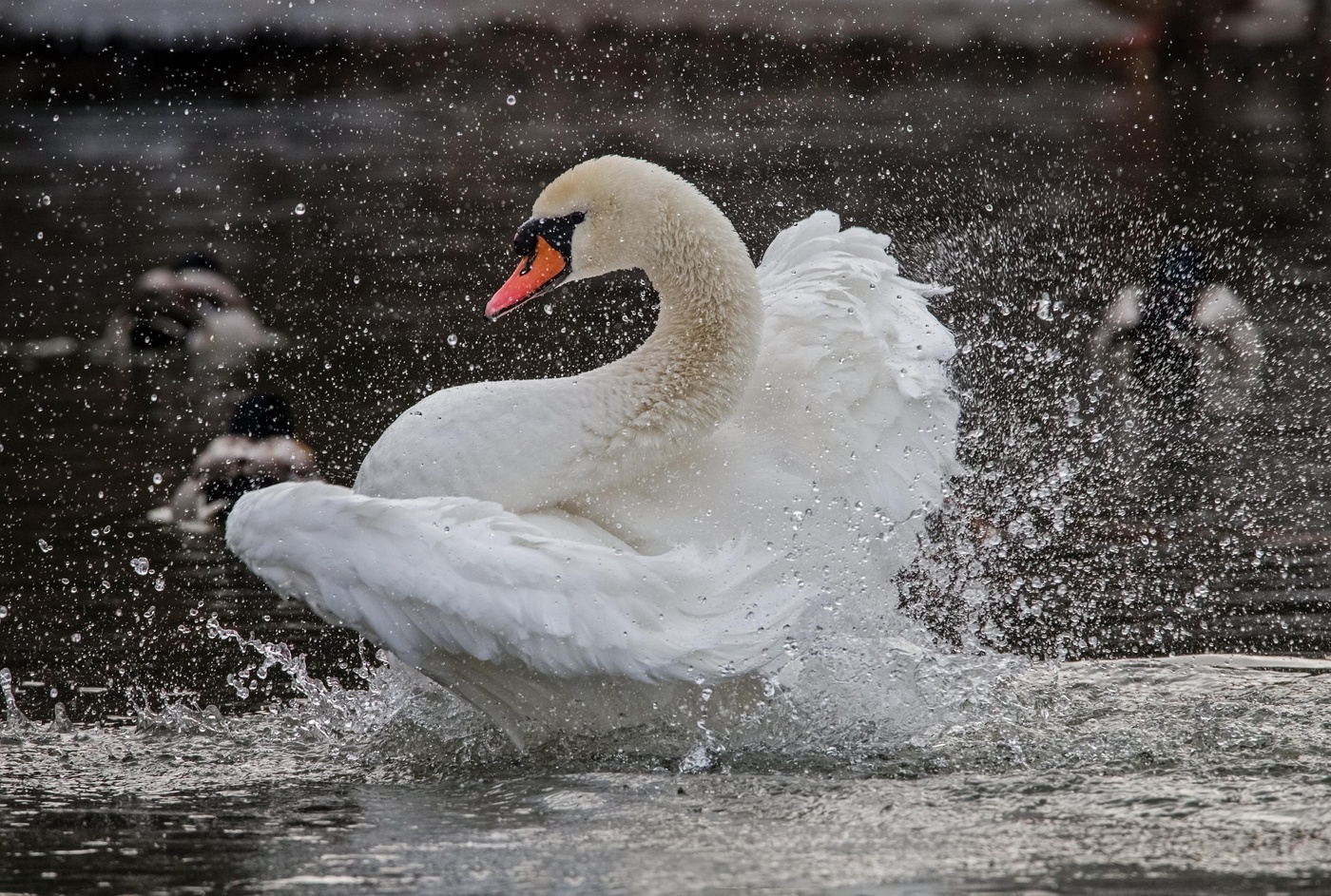 царевна-лебедь