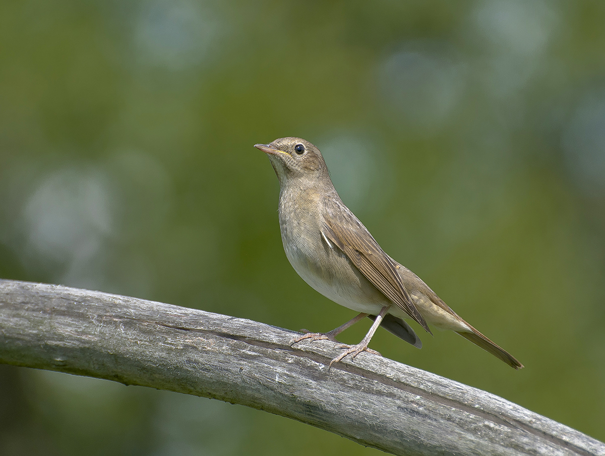 Редкая гостья.