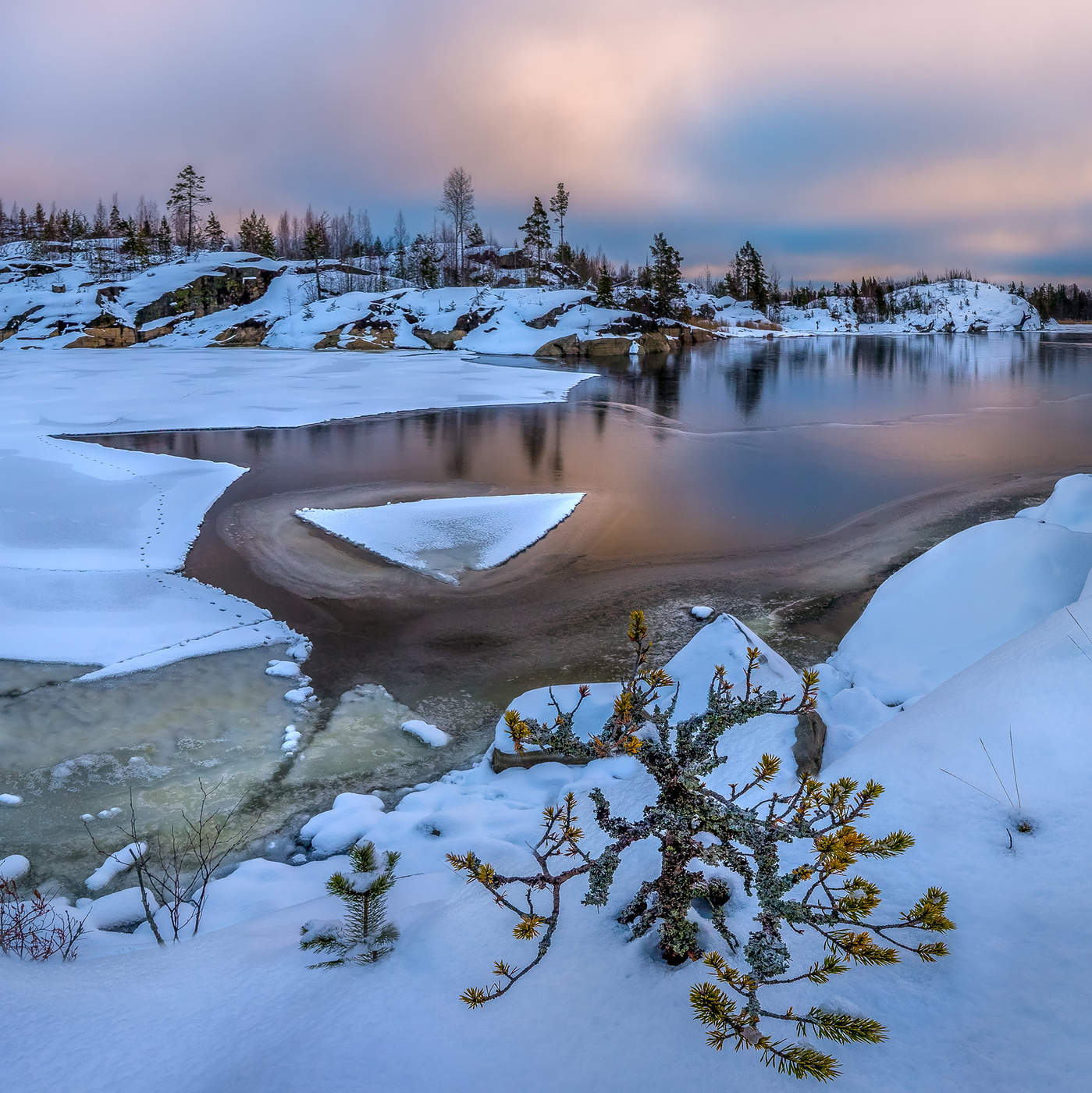 Карликовая сосна и льдина.